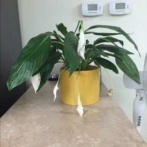 Meet your Posher, Tyrone